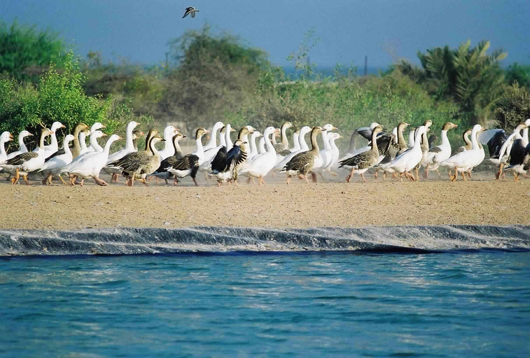 المحميات الطبيعية في الإمارات بالتفصيل