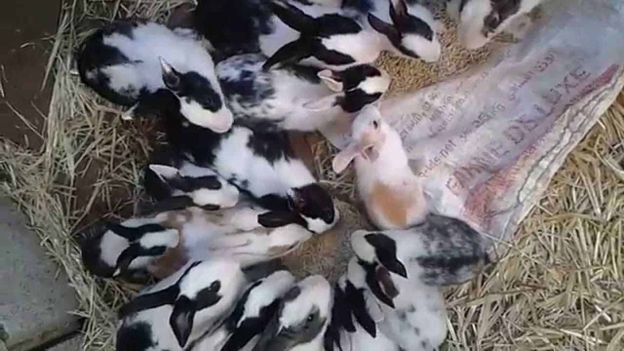 كيفية تربية الأرانب للمبتدئين