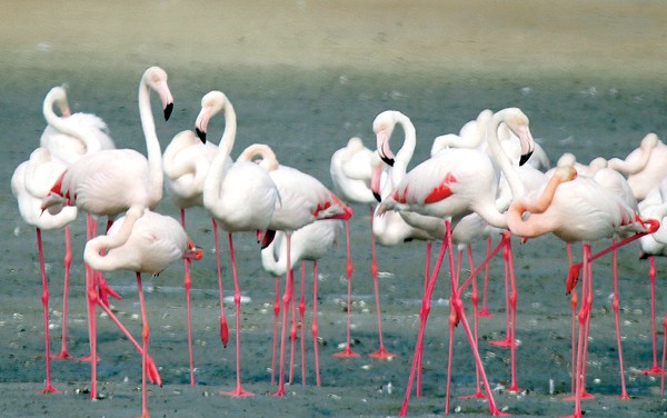 محميات طبيعية في دولة الامارات العربية المتحدة