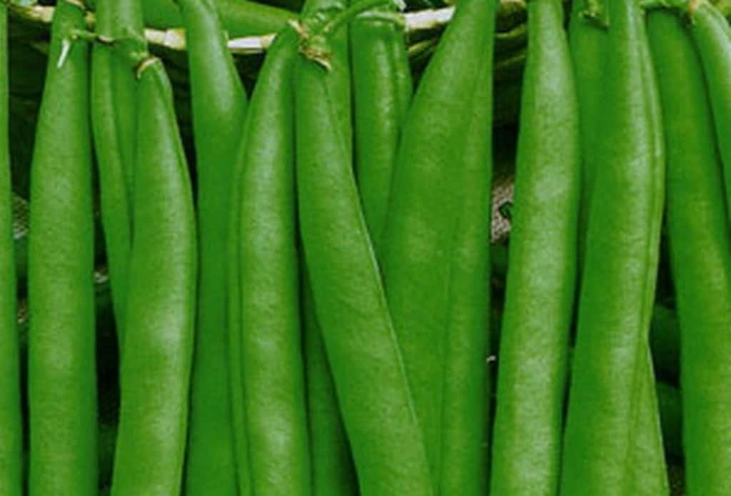 أهم فوائد و اضرار الفول الأخضر