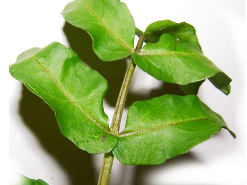 أهم فوائد الجرجير للصحة والشعر