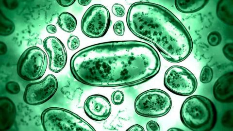 كيف تتخلص البكتيريا العنقودية