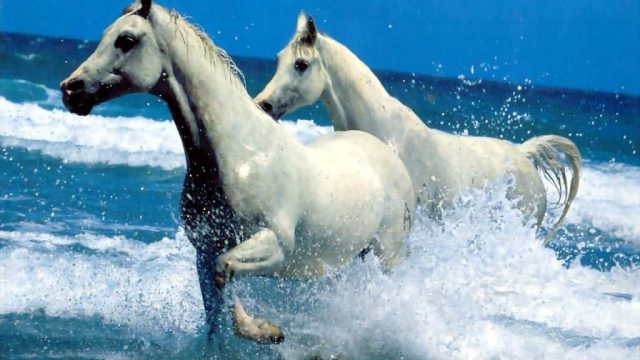 رأيت في الحلم أحتضن رأس مقطوعة لحصان أبيض