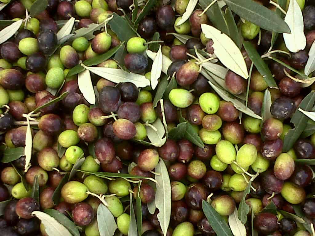 اهم وصفات الحبة السوداء وزيت الزيتون