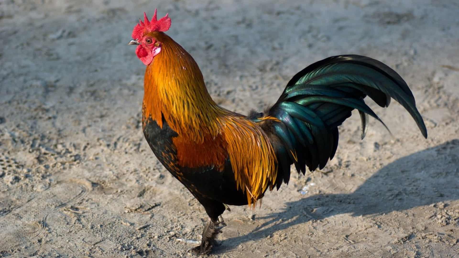 تفسير حلم الديك في المنام