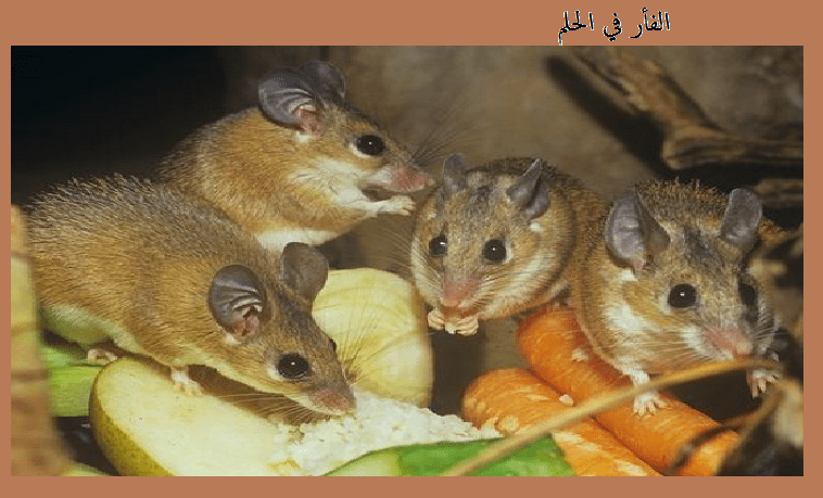 الفأر في الحلم تفسير حلم الفئران