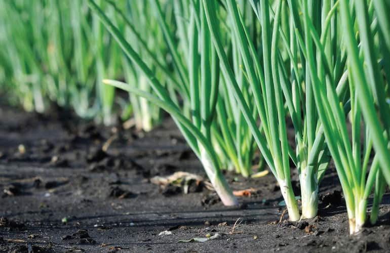 كيفية زراعة البصل من البذور