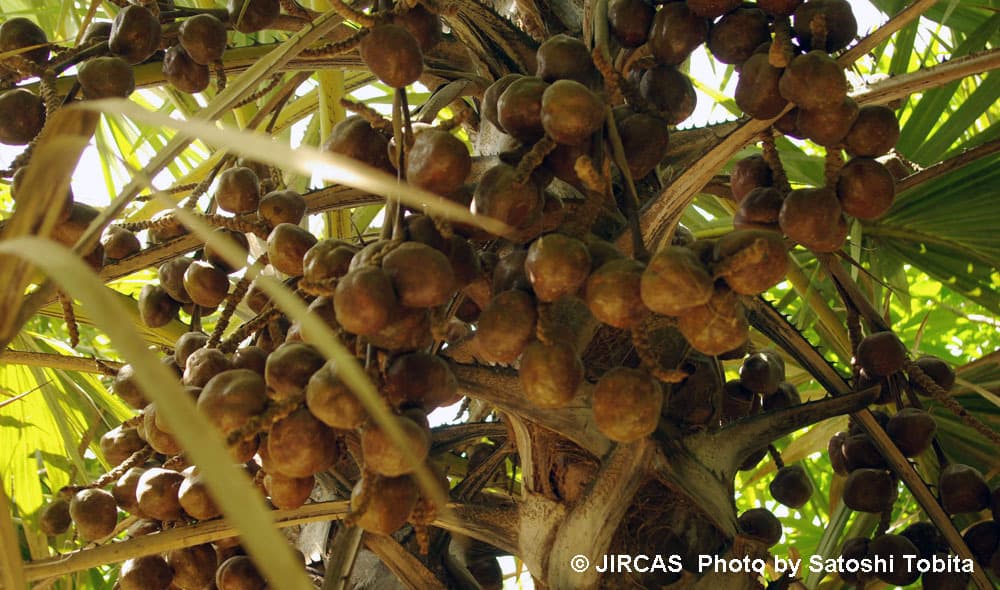 فوائد الدوم الصحية