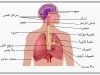 كيفية وقاية الجهاز التنفسي