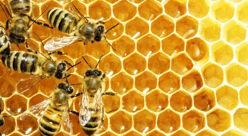 عسل الشفلح للذئبة الحمراء