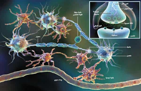 وظيفة خلية شوان