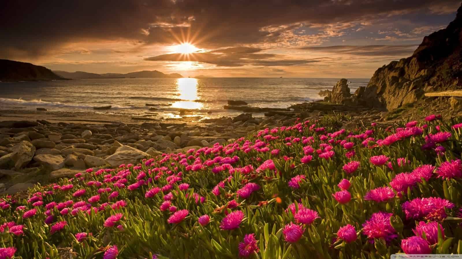 أسماء الزهور ومميزاتها