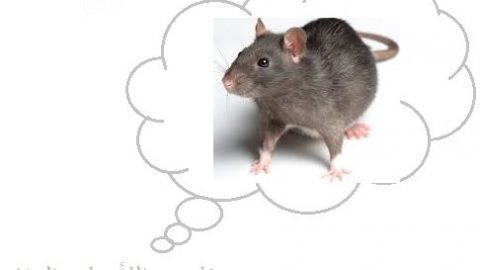 الفأر في المنام تفسيرات