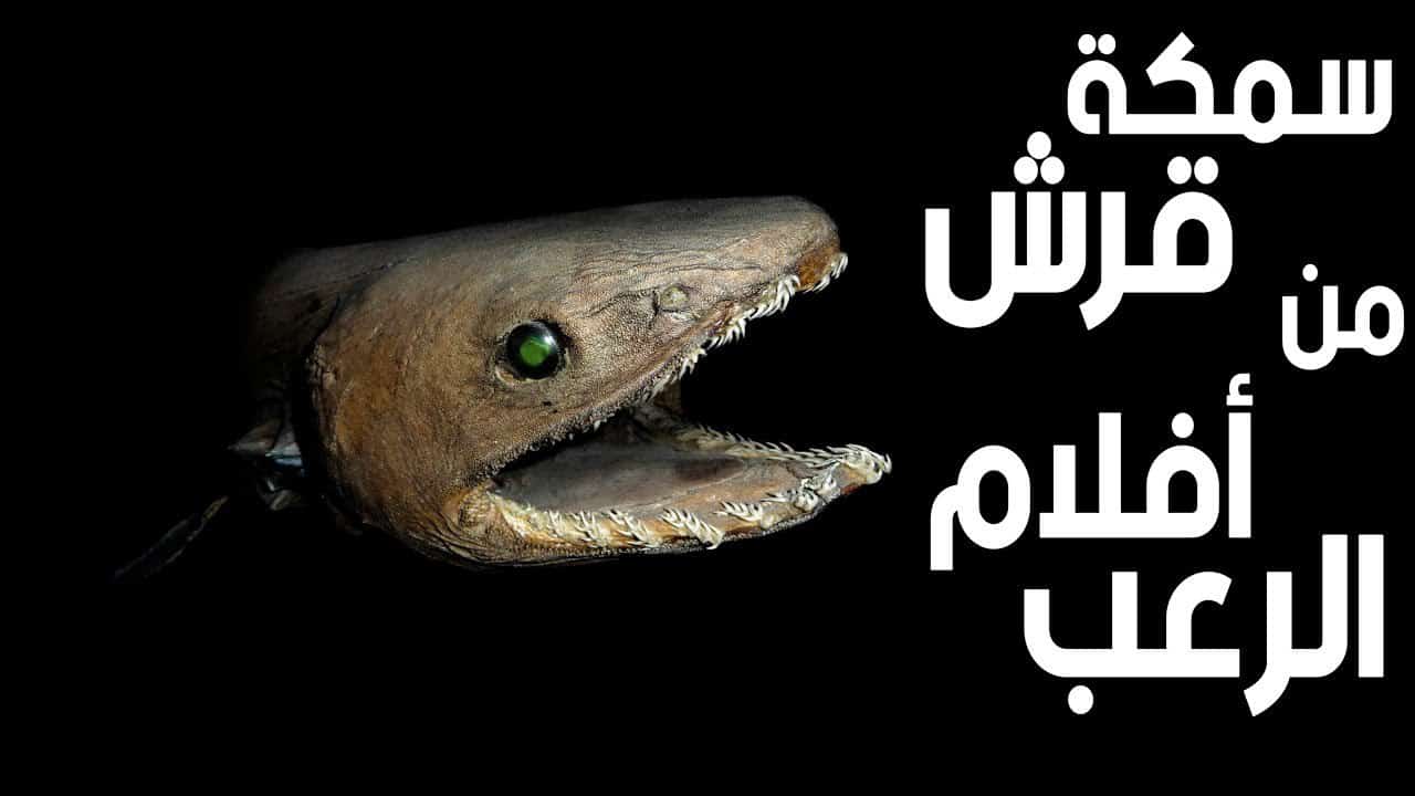 القرش العفريت أو الغول أو الجن مميزاته واين يعيش