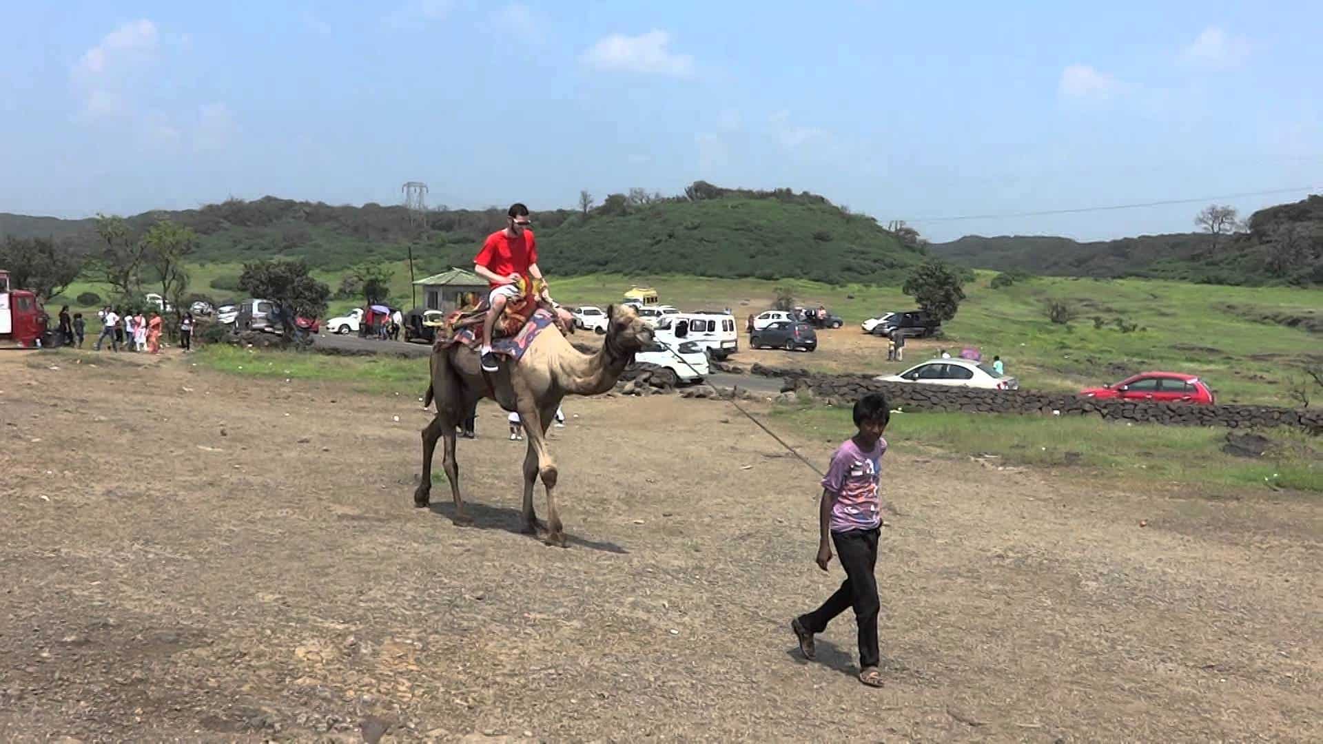 أسرار تفسير رؤية الجمل في المنام معنى الجمل الهائج في الحلم