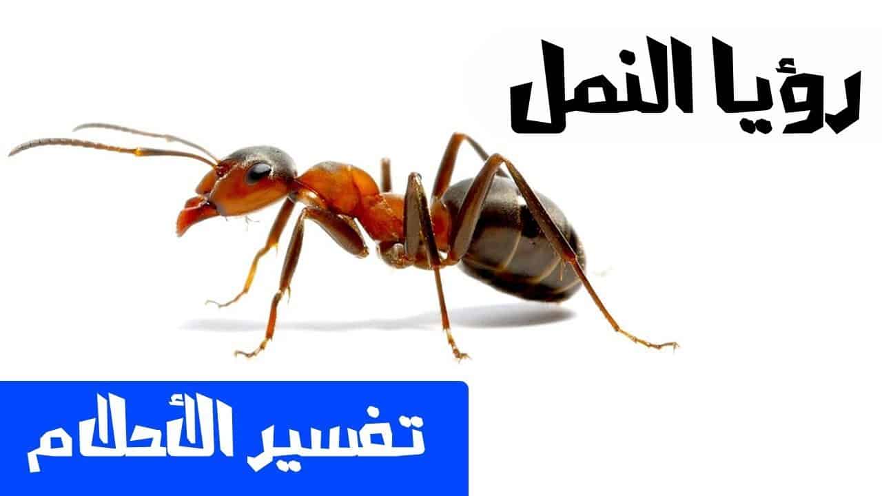 تفسير حلم كثرة النمل بعد القرأن
