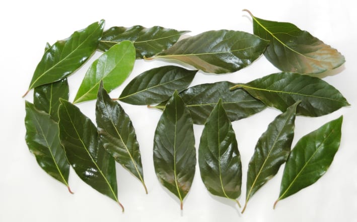 ما هي اضرار ورق الغار وفوائده