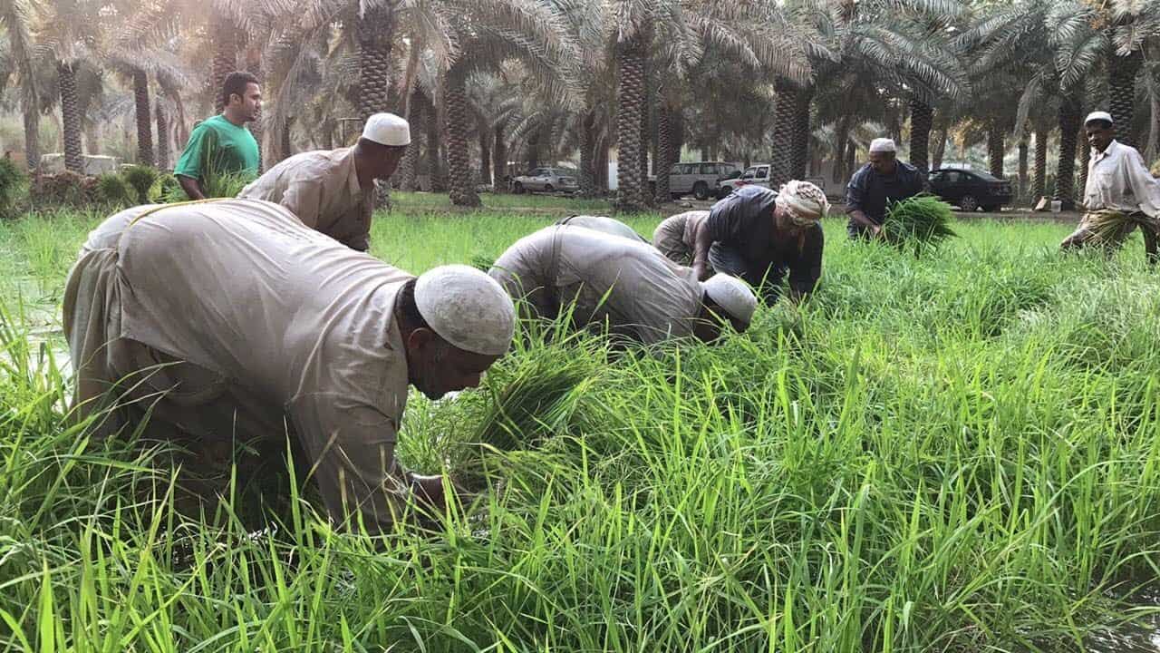 بحث عن الفلاح