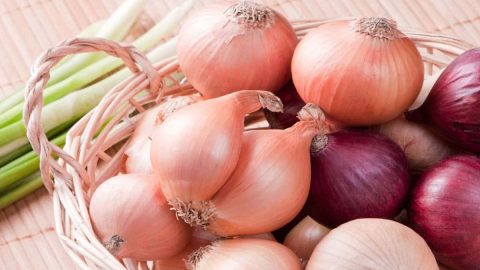 علاج الخراج بالبصل