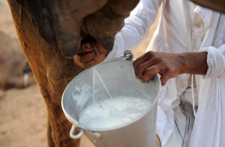 هل يغلى حليب الابل