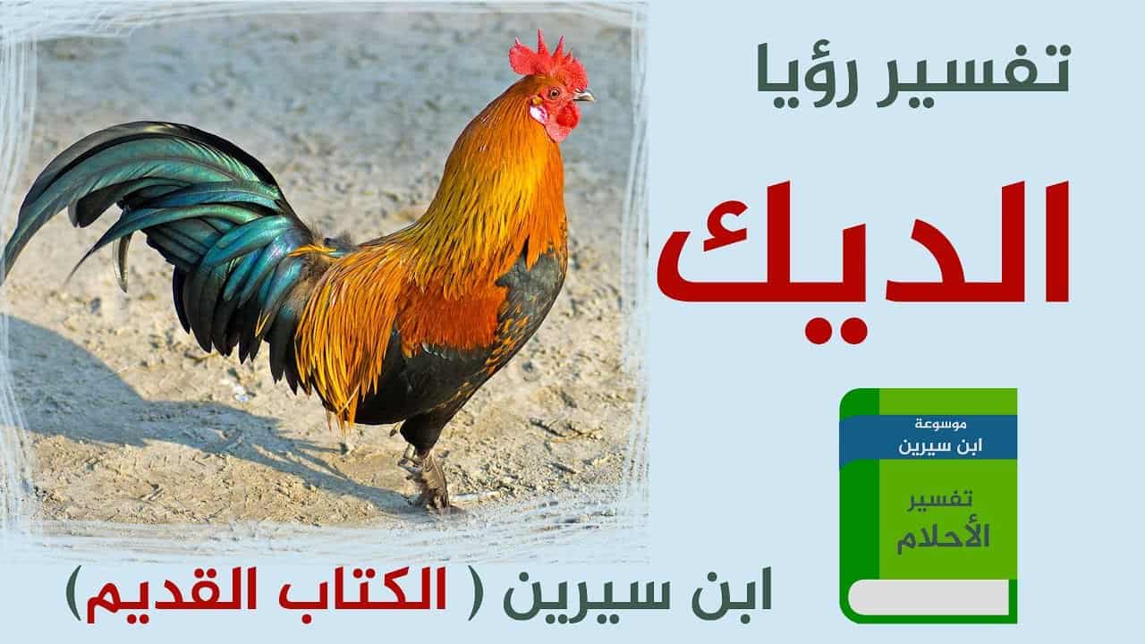 تفسير حلم الديك للحامل لإبن سيرين