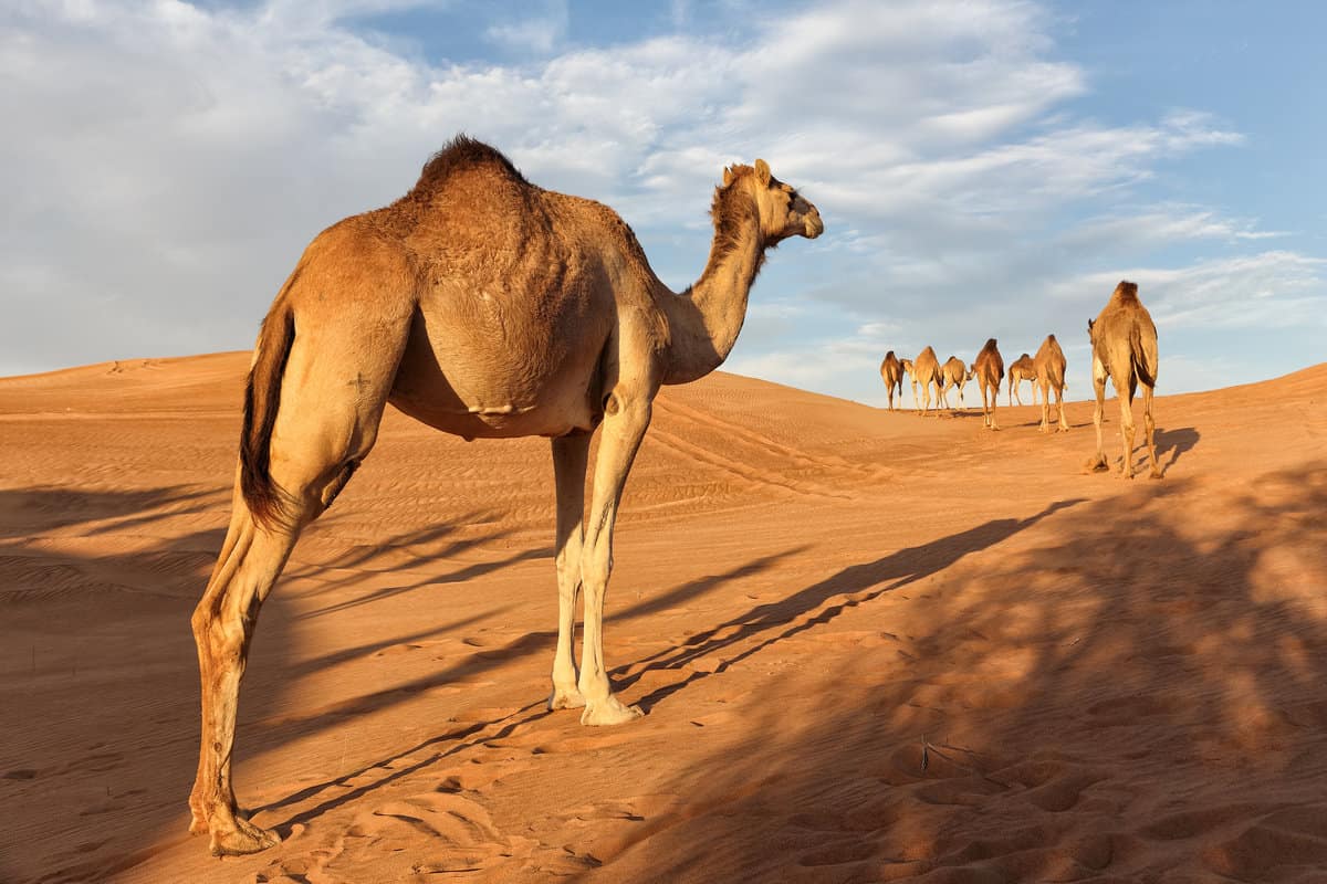 هل الجمل مخلوق من نار ومظاهر الإعجاز في خلق الإبل
