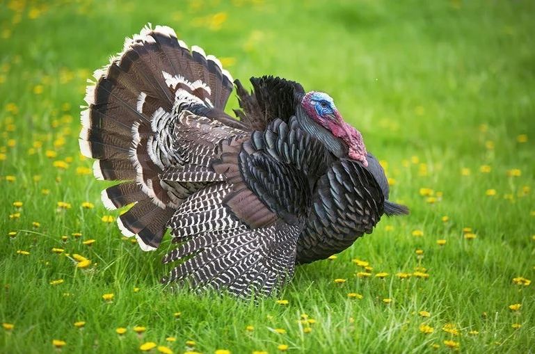 تفسير حلم الديك الرومي لإبن سيرين وللمتزوجة والحامل والمطلقة والرجل والعزباء