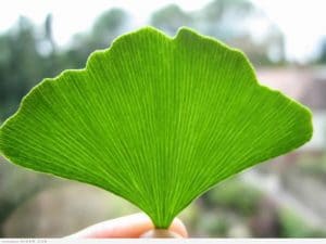 نبتة الجنكة