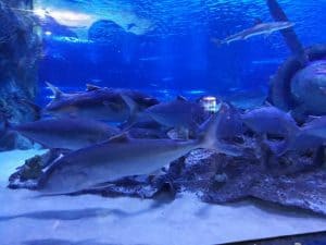 أكواريوم أنطاليا