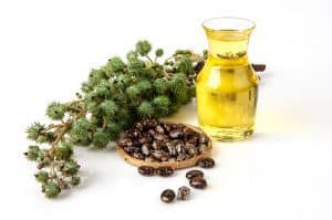 الخروع