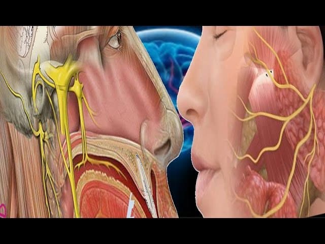 ما هي اسباب اختلال العصب السابع ومكوناته ؟