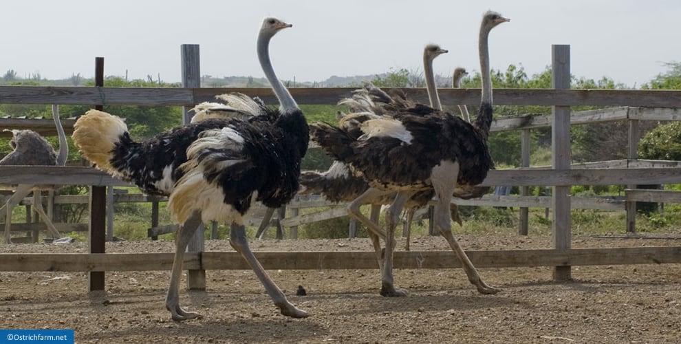 ما طريقه واسرار تربية النعام الصحيحة ؟