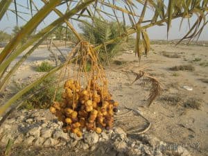 جذور الأوشا