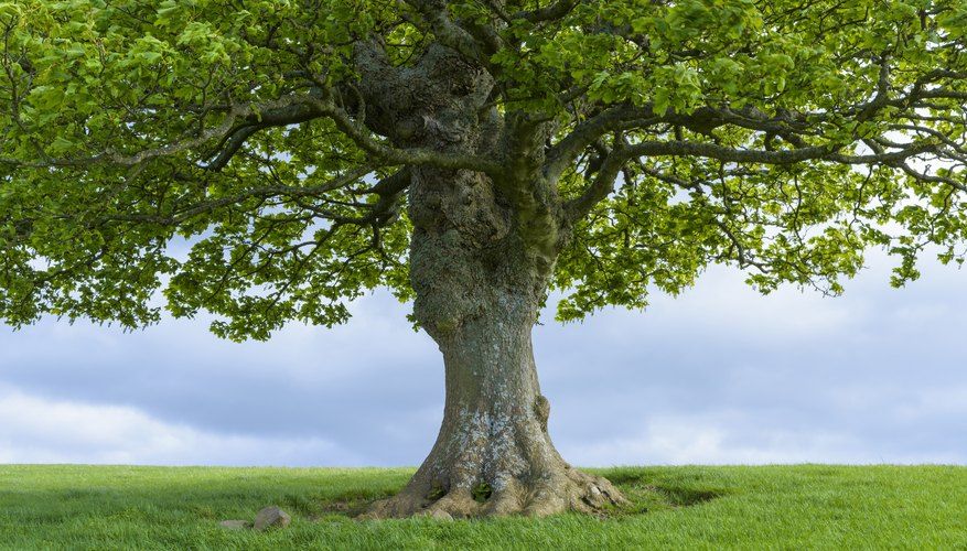 تفسير رؤية قطع الشجرة في المنام خير أم شر