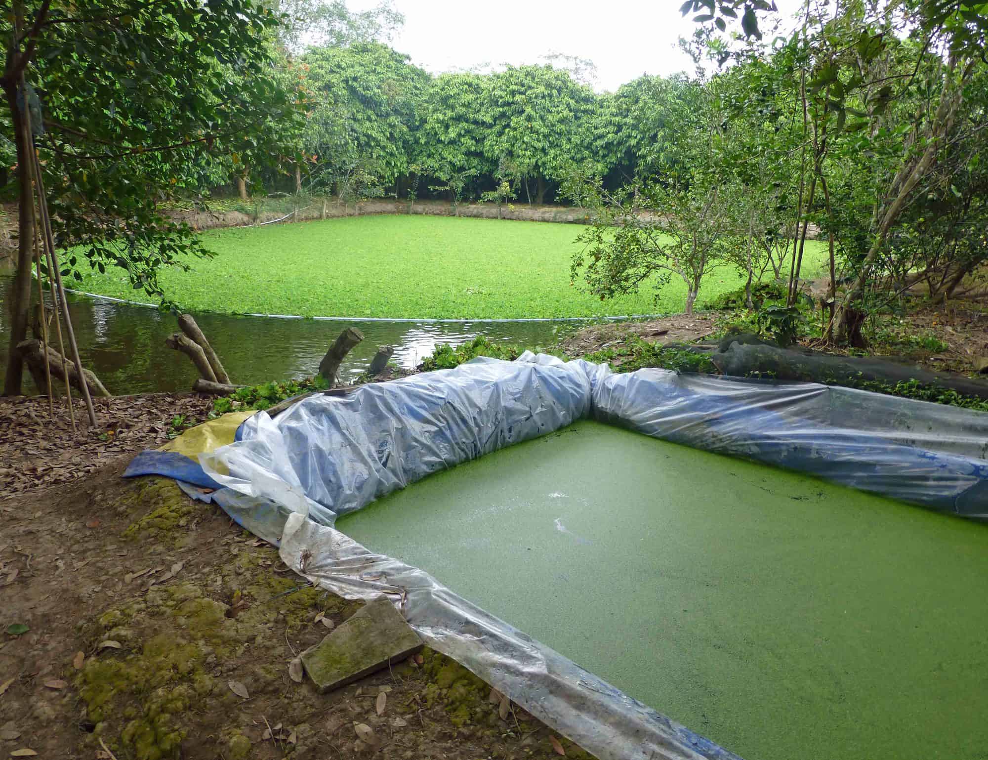 كيفية الزراعة المائية بطريقة سهله وسريعه ؟