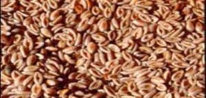 بذور القطونه