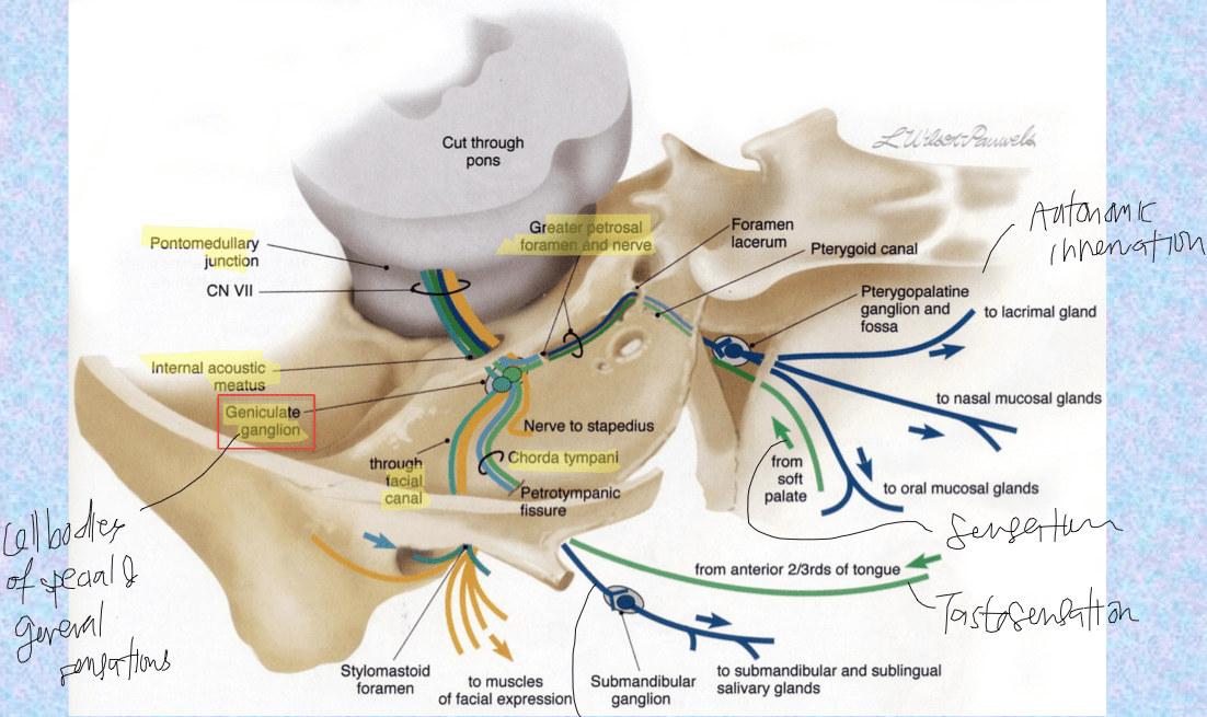 علاج العصب السابع بالقران أسرع طريقة لعلاج التهاب العصب السابع