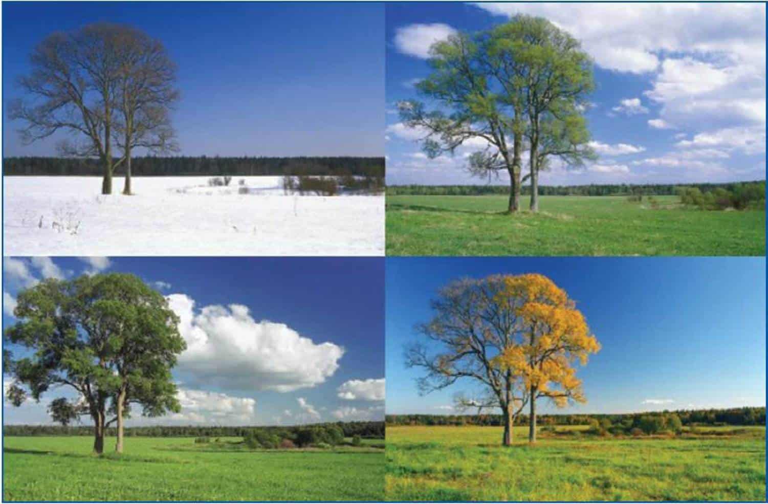 ما هي فصول السنة ؟