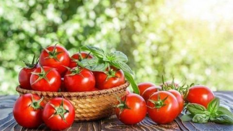 كيفية زراعة الطماطم ؟