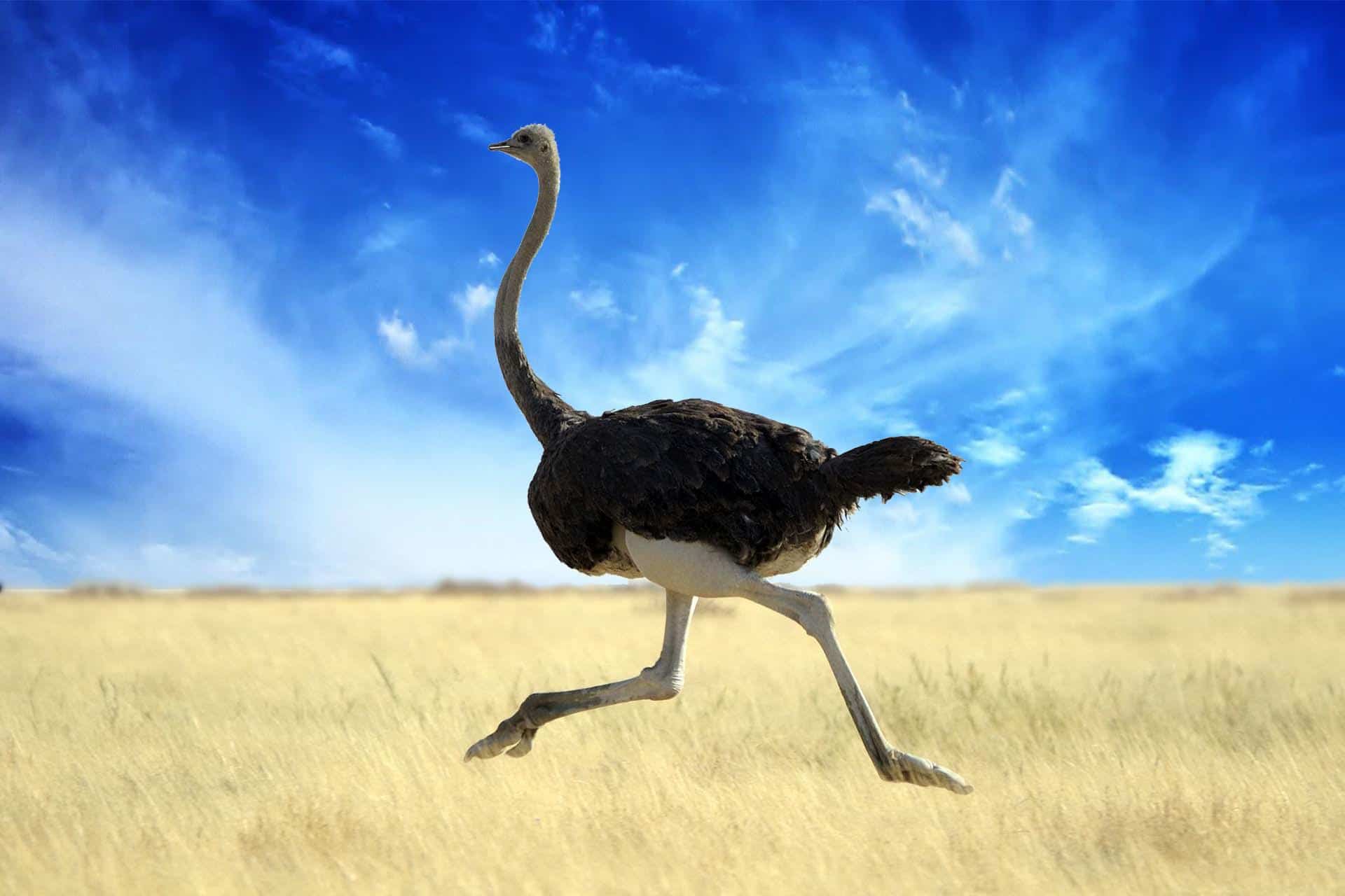 ما هو الطائر الذي له إصبعان ؟