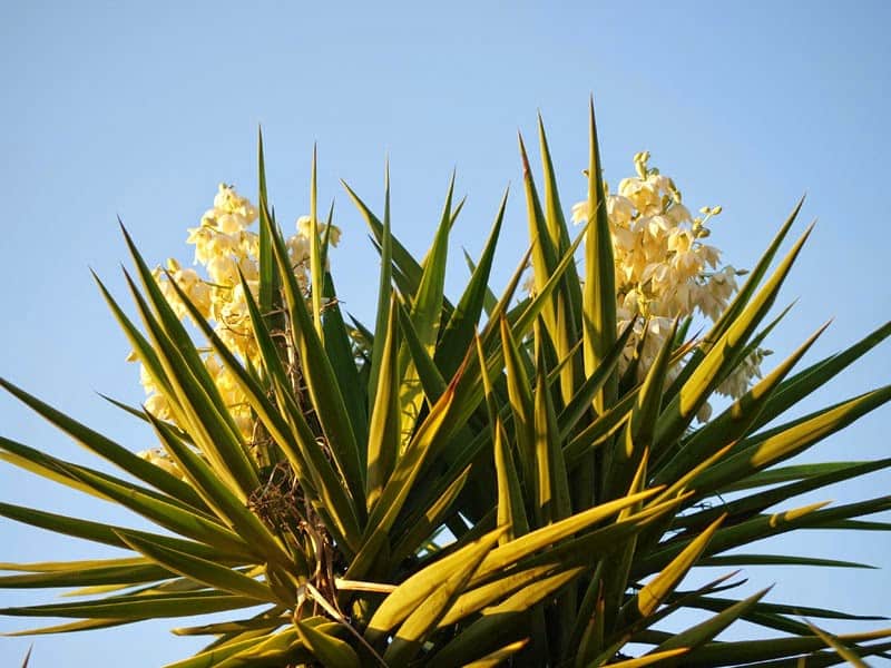 ما هو نبات اليوكا وانواعه وفوائده ؟