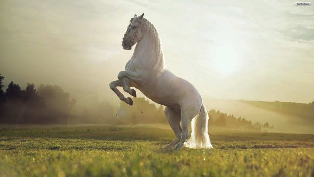 تفسير حلم الحصان