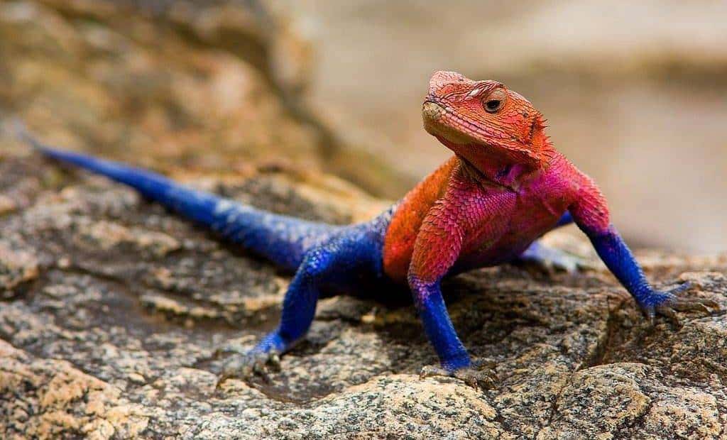 تفسير حلم السحلية للحامل