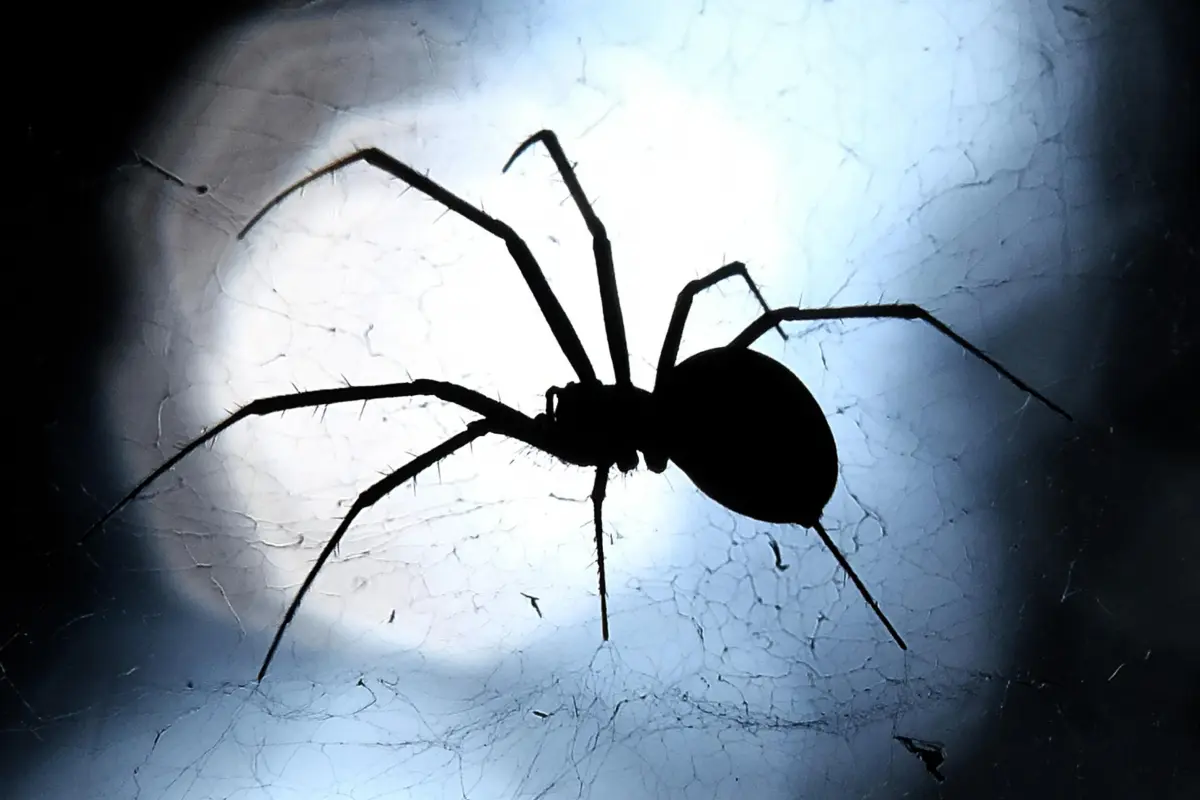 تفسير حلم العنكبوت في المنام لابن سيرين التفسير الصحيح الشامل