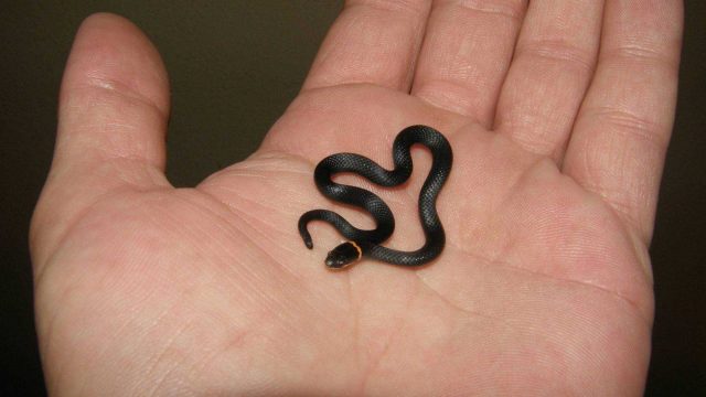 تفسير حلم حية صغيرة في المنام