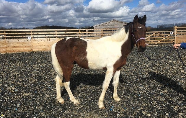 تفسير رؤية الحصان في المنام