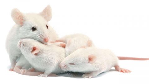 تفسير رؤيا الفأر البيضاء
