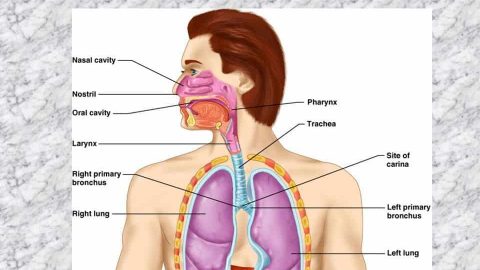 كيفية المحافظة على سلامة الجهاز التنفسي