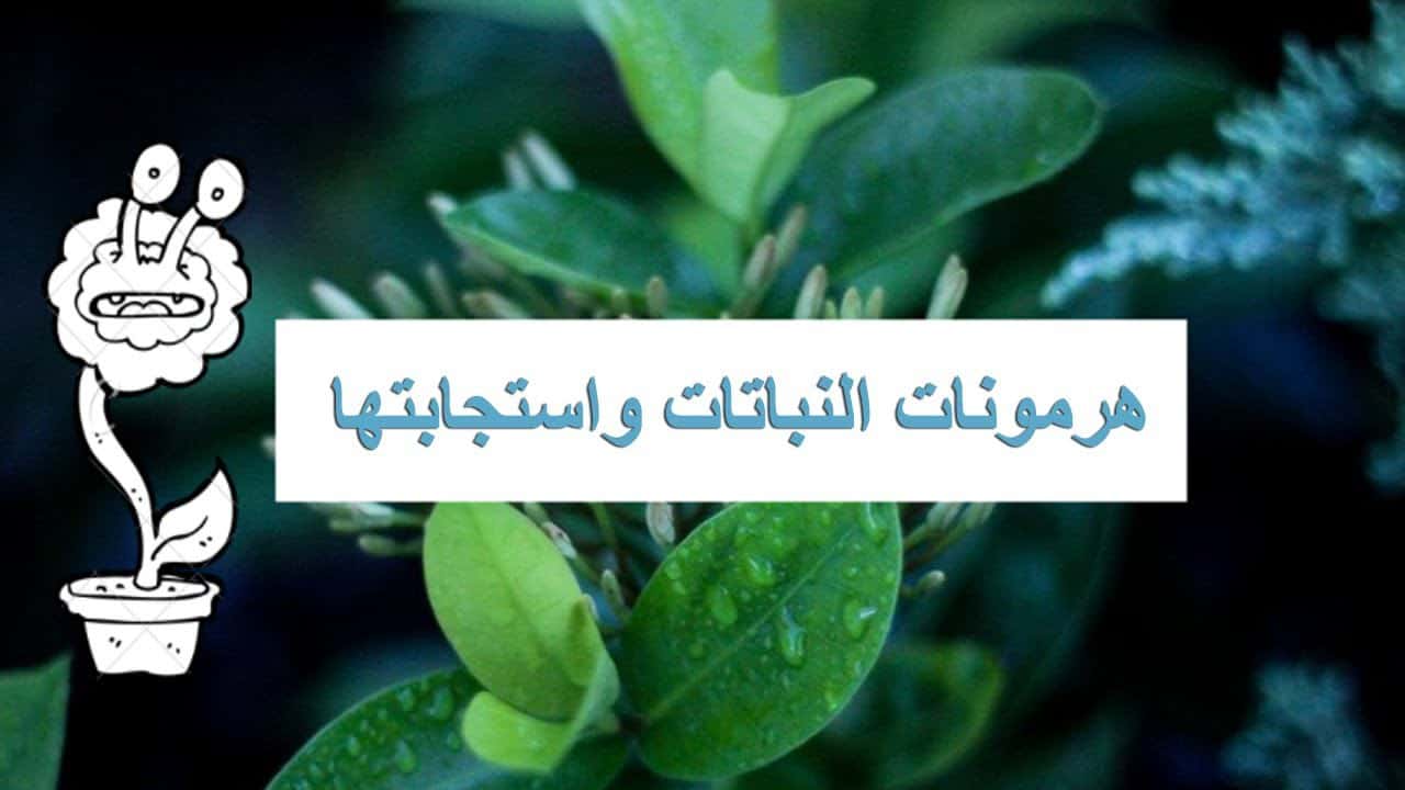 استخدام الهرمونات للنباتات في أمريكا