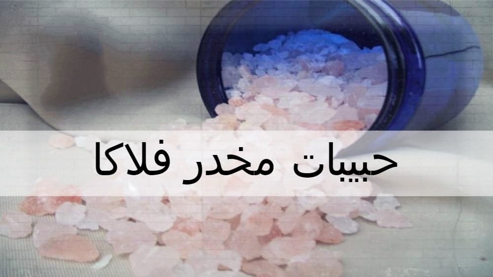 معلومات عن الفلاكا واضراره